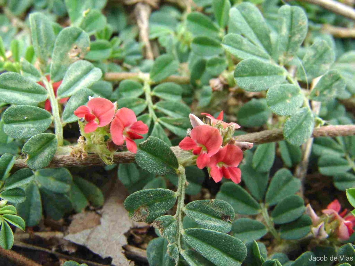 Indigofera linnaei Ali